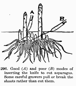 [Illustration: Fig. 296. Good _A_ and poor _B_ modes of inserting
the knife to cut asparagus. Some careful growers pull or break the
shoots rather than cut them.]