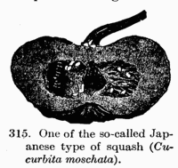 [Illustration: Fig. 315. One of the so-called Japanese type of squash
(_Cucurbita moschata_).]