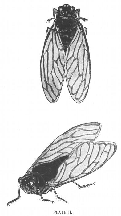 PLATE II.
"ShinnÃ©-ShinnÃ©,
Also called Yama-ZÃ©mi, and Kuma-ZÃ©mi.