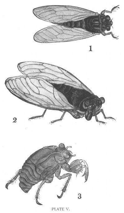 PLATE V.
1, "Tsuku-tsuku-Bōshi," also called "Kutsu-kutsu-Bōshi,"
etc. (Cosmopsaltria Opalifera?)
2, TsuriganÃ©-ZÃ©mi.
3, The Phantom.