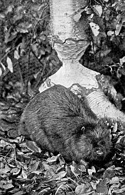 The white birch-tree makes a fine background for the beaver.