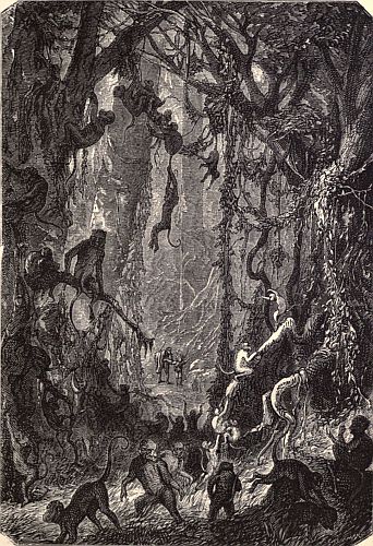 "There was a whole tribe of monkeys frolicking about."