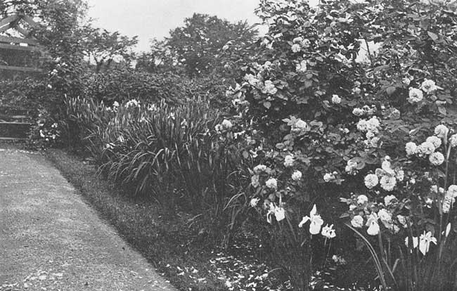 My roses are scattered here, there, and
everywhere.