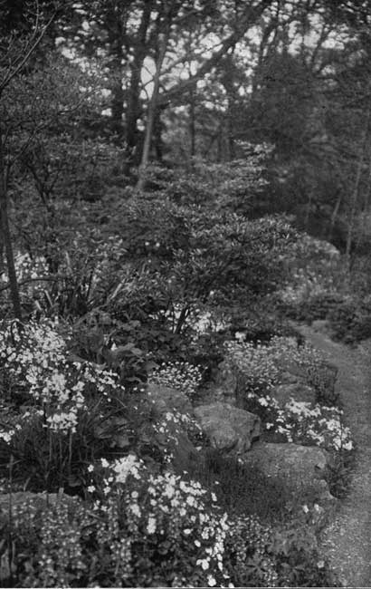 An endless shelter for every sort of wild
thing.