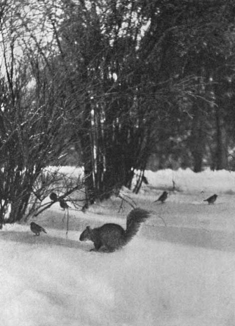 Punch ... has a cache under the old syringa
bushes.