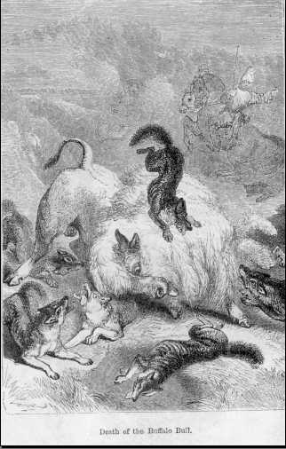 Death of the Buffalo Bull