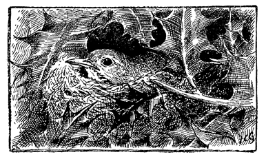 REARING BIRDS FROM THE NEST