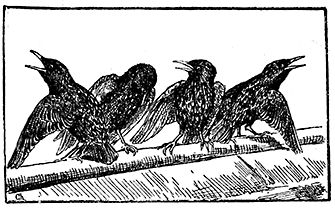 STARLINGS