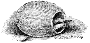 ZÃE, THE NUTHATCH