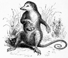 [Image not available]