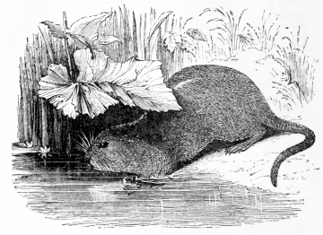 [Image not available]