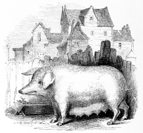 [Image not available]