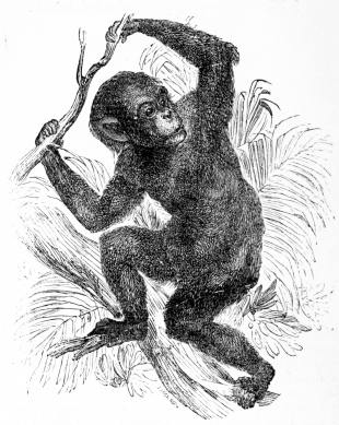 [Image not available]