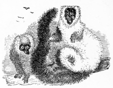 [Image not available]