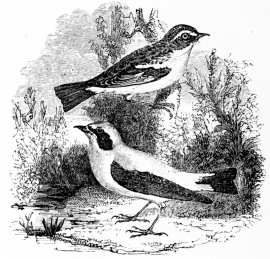 [Image not available]