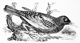 [Image not available]