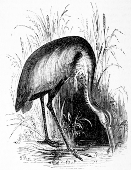 [Image not available]