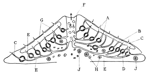 Illustration: Diagram of a vertical section through a freshwater
sponge (modified from KÃ¼kenthal)