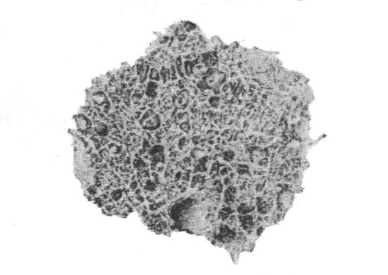 Illustration: Fig. 6.—Radial section through part of a dried
sponge of Spongilla crassissima (from Calcutta), Ã 5.