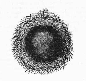 Illustration: Fig. 9.—Gemmule of
Spongilla proliferens as seen in optical section (from Calcutta), Ã
140.