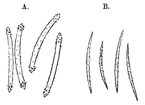Illustration: Fig. 11.—Microscleres
of Spongilla travancorica. A=Gemmule-spicules; B=flesh-spicules (from
type specimen), Ã 240.