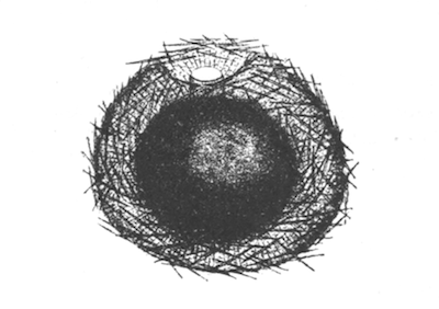 Illustration: Fig. 14.—Gemmule of
Spongilla carteri (from Calcutta), as seen in optical section, Ã 140.