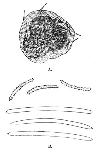 Illustration: Fig. 15.—Spongilla
fragilis subsp. calcuttana. A=group of gemmules, Ã 70; B=spicules, Ã
240. From type specimen.