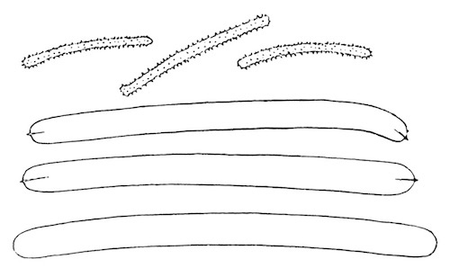 Illustration: Fig. 16.—Spicules of
Spongilla crassissima var. crassior (from type specimen), Ã 240.