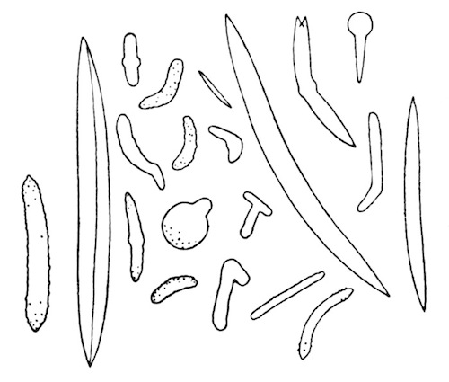 Illustration: Fig. 19.—Spicules of
Spongilla ultima (from type specimen), Ã 120.