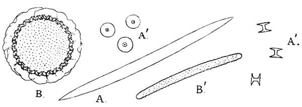 Illustration: Fig.
23.—A=skeleton-spicule of Trochospongilla latouchiana;
A'=gemmule-spicule of the same species; B=gemmule of T. phillottiana as
seen in optical section from above; B'=skeleton-spicule of same species:
A, A', B' Ã 240; B Ã 75. All specimens from Calcutta.