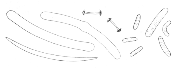 Illustration: Fig. 26.—Spicules of Corvospongilla lapidosa
(from type specimen), Ã 240.