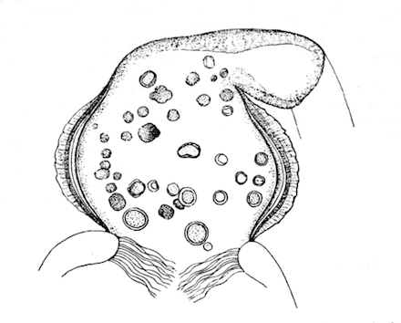 Illustration: Fig. 38.—Optical
section of gizzard of Hislopia lacustris, with contained green cysts, Ã
240.