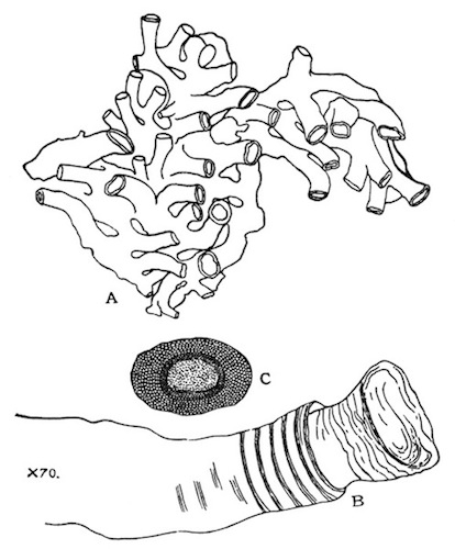 Illustration: Fig. 44.—Plumatella
tanganyikÃ¦ from Igatpuri Lake.