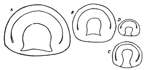 Fig. 4.—Normal and Fractional Gastrulæ Amphioxus.

(After Wilson.)

A Gastrula from a whole egg; B, C and D, gastrulæ from single cells
artificially separated, (B) from the two-celled stage, (C) from the
four-celled, and (D) from the eight-celled stages of normal development.