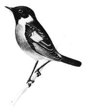 [Image not available]