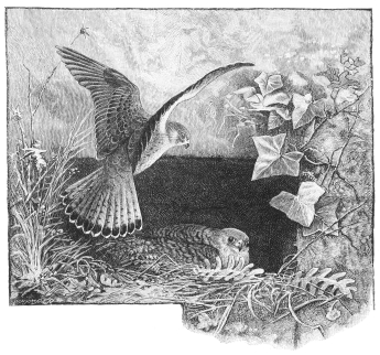 WHERE THE KESTRELS BUILD