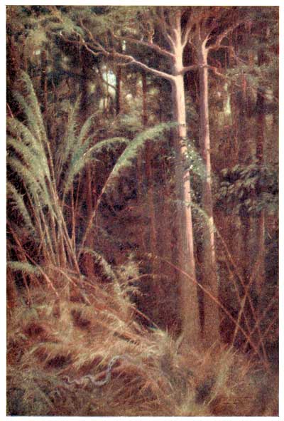 IN THE DEPTHS OF THE FOREST.