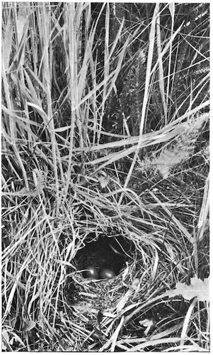 WHINCHAT’S NEST AND EGGS