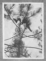 'BRER' FOX UP A TREE