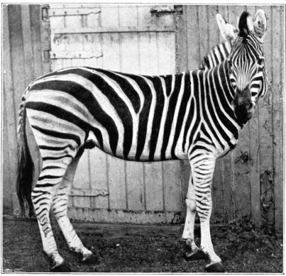 MATOPO.

To face page 84.