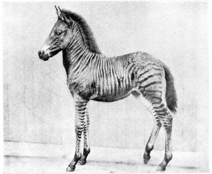 ROMULUS.

To face page 96.