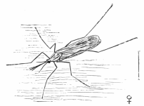 ANOPHELES MACULIPENNIS.

FEMALE.

To face page 146.

