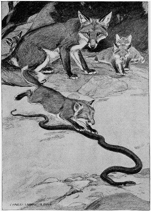 “THE PUPPY FLUNG HIMSELF UPON IT WITHOUT A SIGN OF FEAR.”