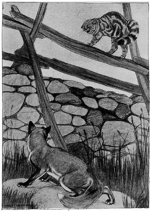 “GLARING EYES, LONG TAIL FLUFFED OUT, AND HIGH-ARCHED BACK.”