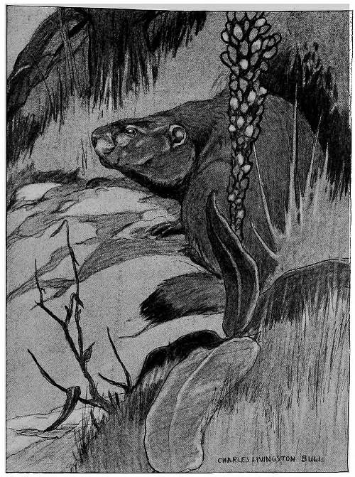 “ONE SURLY OLD WOODCHUCK . . . WENT SO FAR AS TO ESTABLISH HIMSELF IN THE DOOR OF THE BURROW.”