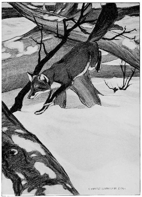 “HE AMUSED HIMSELF FOR A MINUTE OR TWO WITH WILD, FANTASTIC LEAPS FROM TRUNK TO TRUNK.”