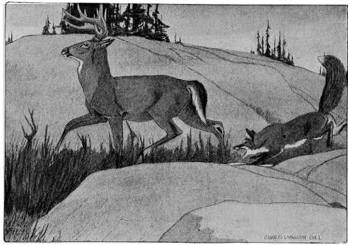 “MOVED AWAY GRANDLY ABOUT HIS BUSINESS.”