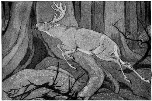 “RESUMED HIS FLIGHT THROUGH THE TRUNKS AND RAMPIKES.”