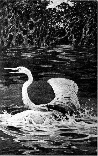 The mother egret flapped blindly upon the top of the
water.