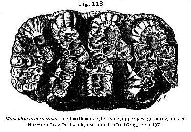Fig. 118: <i>Mastodon arvernensis,</i> third milk molar, left
side, upper jaw: grinding surface. Norwich Crag, Postwick, also found in Red
Crag, see p. 197.